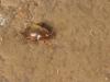 Speodiaetus galloprovincialis
